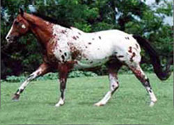 Pelagem pintada é um dos diferenciais dos cavalos appaloosa, Nosso Campo