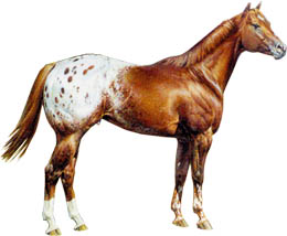 Pelagem pintada é um dos diferenciais dos cavalos appaloosa, Nosso Campo